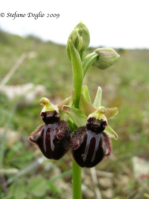 orchidee del Salento